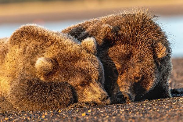 Jones, Adam 아티스트의 Adult female grizzly bear and cub sleeping on beach at sunrise-Lake Clark National Park and Preserve작품입니다.
